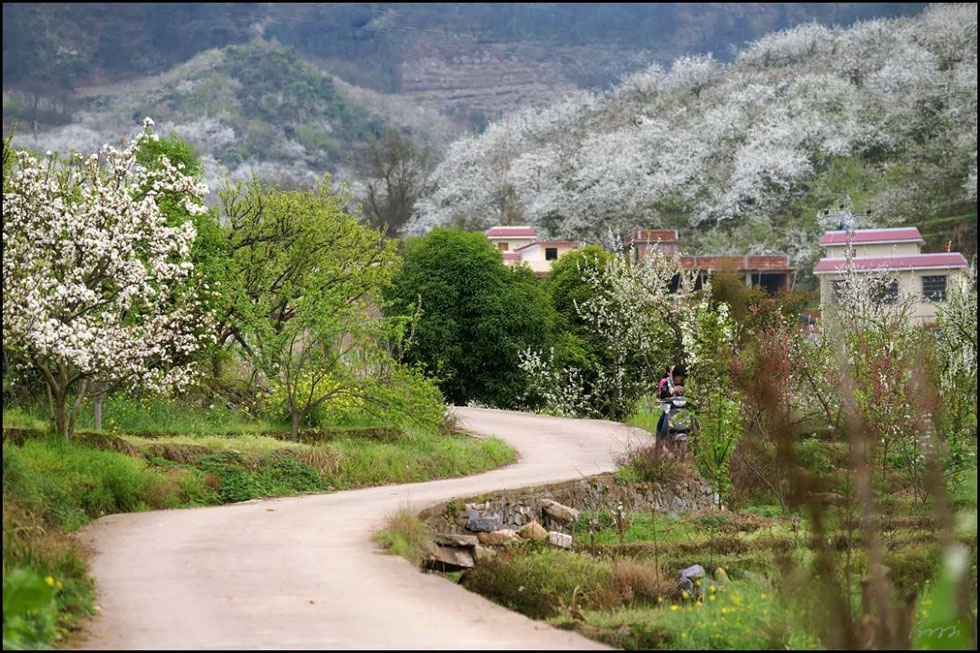 【春天,广西桂林灌阳县向您发出邀请!】我们在灌阳看梨花 - 游山玩水 - 齐齐哈尔生活社区 - 齐齐哈尔28生活网 qqhr.28life.com