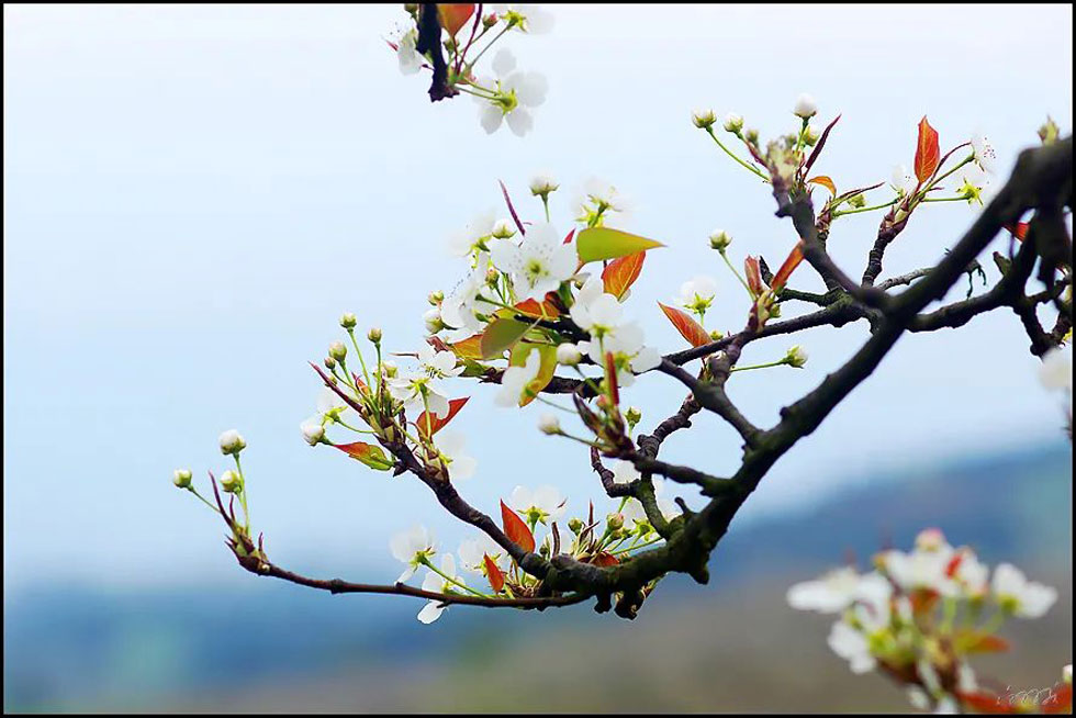 【春天,广西桂林灌阳县向您发出邀请!】我们在灌阳看梨花 - 游山玩水 - 齐齐哈尔生活社区 - 齐齐哈尔28生活网 qqhr.28life.com