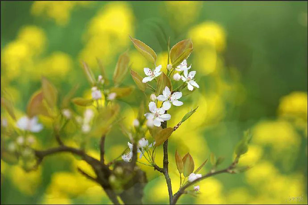 【春天,广西桂林灌阳县向您发出邀请!】我们在灌阳看梨花 - 游山玩水 - 齐齐哈尔生活社区 - 齐齐哈尔28生活网 qqhr.28life.com