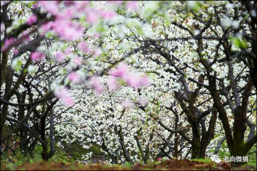 【春天,广西桂林灌阳县向您发出邀请!】我们在灌阳看梨花 - 游山玩水 - 齐齐哈尔生活社区 - 齐齐哈尔28生活网 qqhr.28life.com
