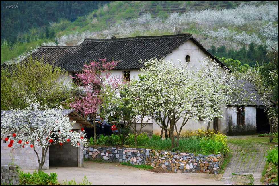 【春天,广西桂林灌阳县向您发出邀请!】我们在灌阳看梨花 - 游山玩水 - 齐齐哈尔生活社区 - 齐齐哈尔28生活网 qqhr.28life.com