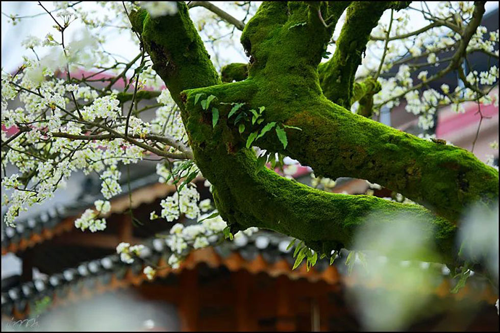 【春天,广西桂林灌阳县向您发出邀请!】我们在灌阳看梨花 - 游山玩水 - 齐齐哈尔生活社区 - 齐齐哈尔28生活网 qqhr.28life.com