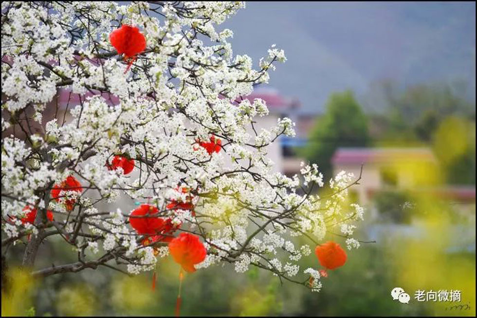 【春天,广西桂林灌阳县向您发出邀请!】我们在灌阳看梨花 - 游山玩水 - 齐齐哈尔生活社区 - 齐齐哈尔28生活网 qqhr.28life.com