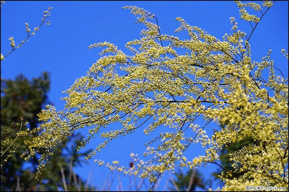 【春天，广西桂林灌阳县向您发出邀请！】米珠山前有片山苍子花在飘香 - 游山玩水 - 齐齐哈尔生活社区 - 齐齐哈尔28生活网 qqhr.28life.com