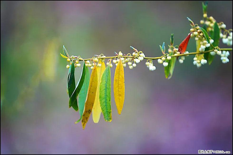 【春天，广西桂林灌阳县向您发出邀请！】米珠山前有片山苍子花在飘香 - 游山玩水 - 齐齐哈尔生活社区 - 齐齐哈尔28生活网 qqhr.28life.com