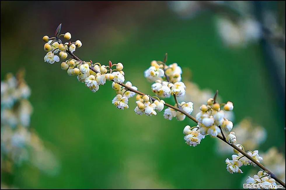 【春天，广西桂林灌阳县向您发出邀请！】米珠山前有片山苍子花在飘香 - 游山玩水 - 齐齐哈尔生活社区 - 齐齐哈尔28生活网 qqhr.28life.com