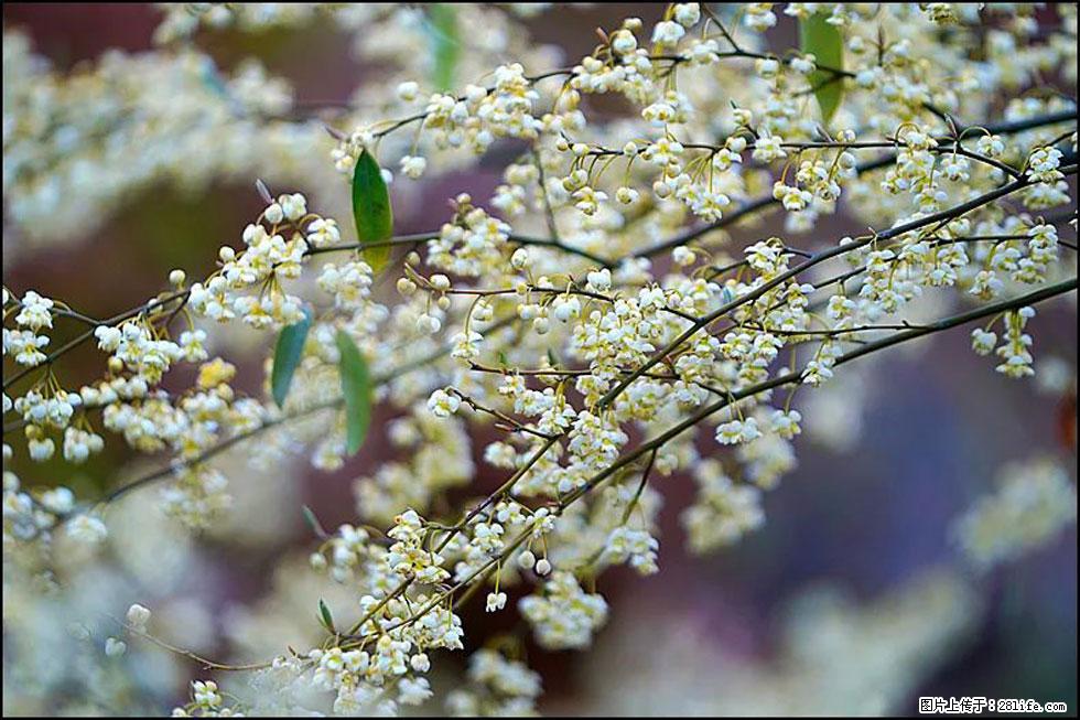 【春天，广西桂林灌阳县向您发出邀请！】米珠山前有片山苍子花在飘香 - 游山玩水 - 齐齐哈尔生活社区 - 齐齐哈尔28生活网 qqhr.28life.com