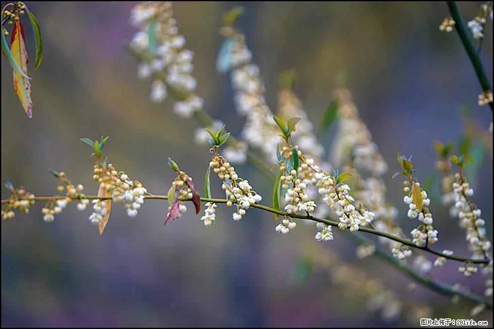 【春天，广西桂林灌阳县向您发出邀请！】米珠山前有片山苍子花在飘香 - 游山玩水 - 齐齐哈尔生活社区 - 齐齐哈尔28生活网 qqhr.28life.com