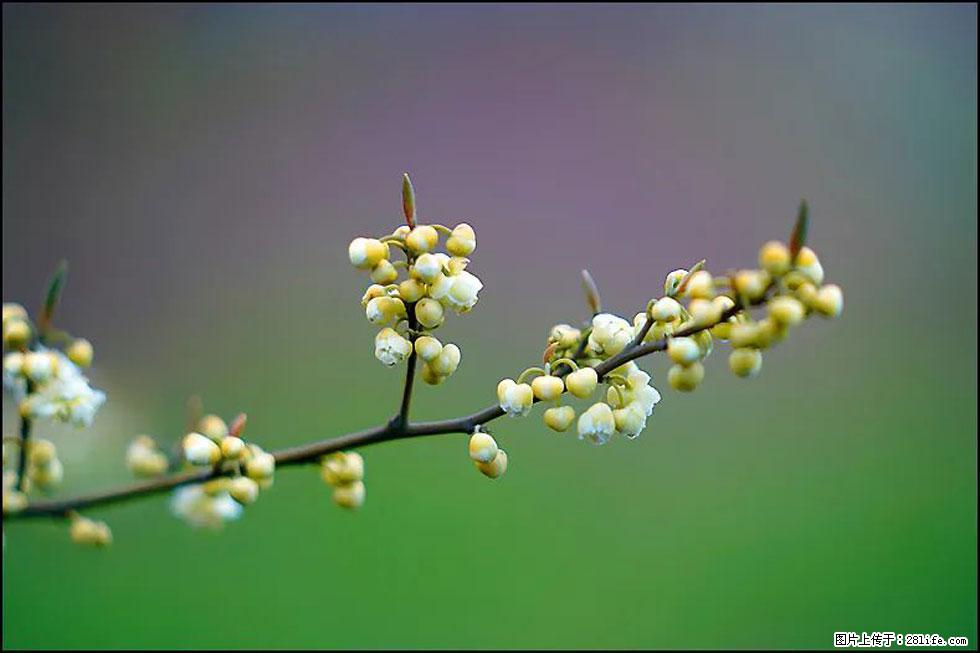 【春天，广西桂林灌阳县向您发出邀请！】米珠山前有片山苍子花在飘香 - 游山玩水 - 齐齐哈尔生活社区 - 齐齐哈尔28生活网 qqhr.28life.com