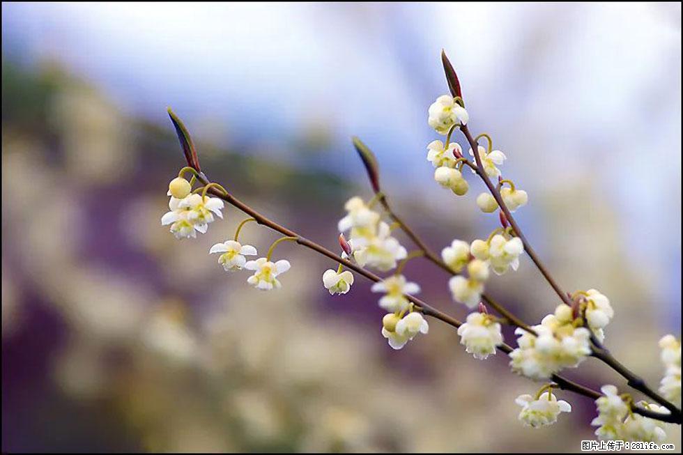 【春天，广西桂林灌阳县向您发出邀请！】米珠山前有片山苍子花在飘香 - 游山玩水 - 齐齐哈尔生活社区 - 齐齐哈尔28生活网 qqhr.28life.com