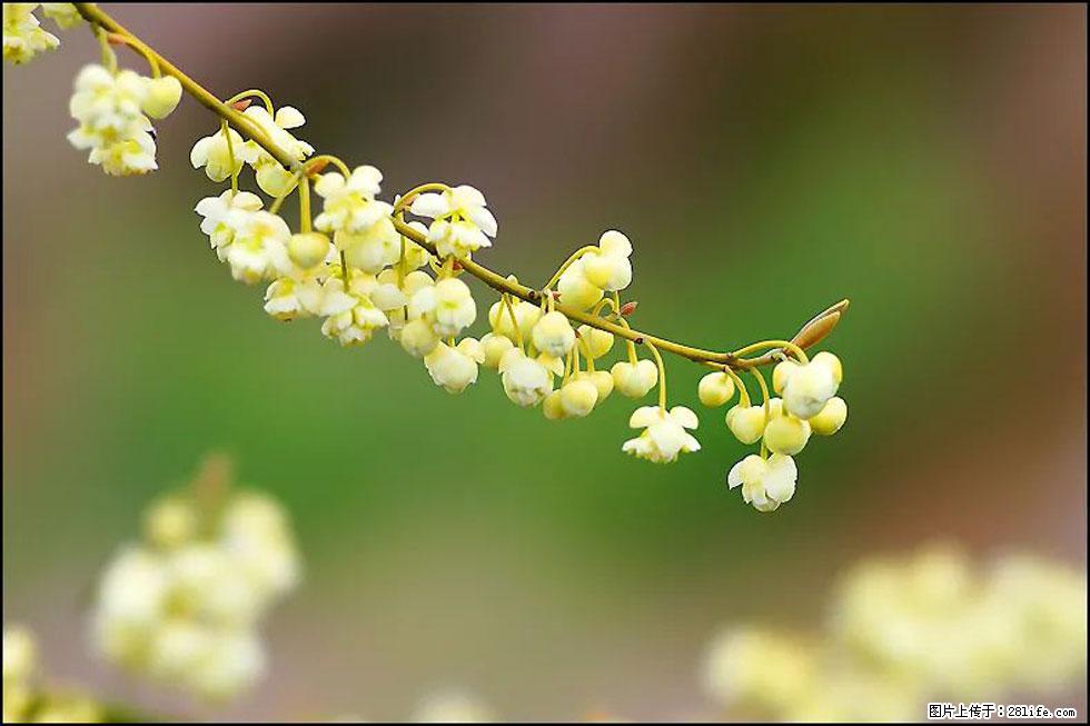 【春天，广西桂林灌阳县向您发出邀请！】米珠山前有片山苍子花在飘香 - 游山玩水 - 齐齐哈尔生活社区 - 齐齐哈尔28生活网 qqhr.28life.com