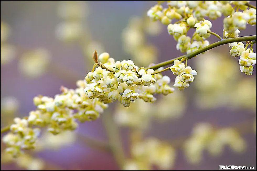 【春天，广西桂林灌阳县向您发出邀请！】米珠山前有片山苍子花在飘香 - 游山玩水 - 齐齐哈尔生活社区 - 齐齐哈尔28生活网 qqhr.28life.com