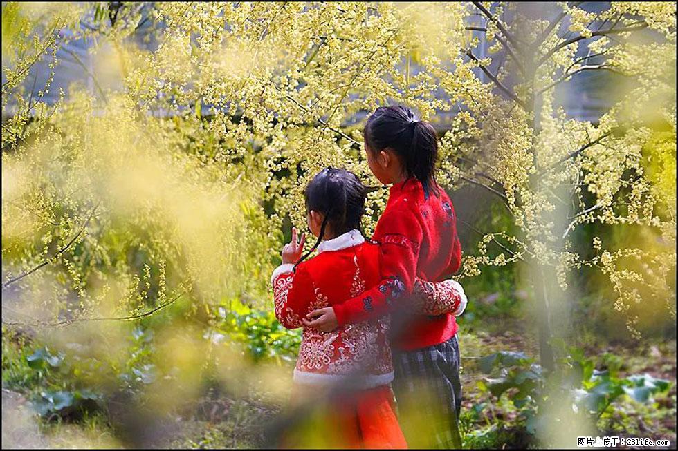 【春天，广西桂林灌阳县向您发出邀请！】米珠山前有片山苍子花在飘香 - 游山玩水 - 齐齐哈尔生活社区 - 齐齐哈尔28生活网 qqhr.28life.com