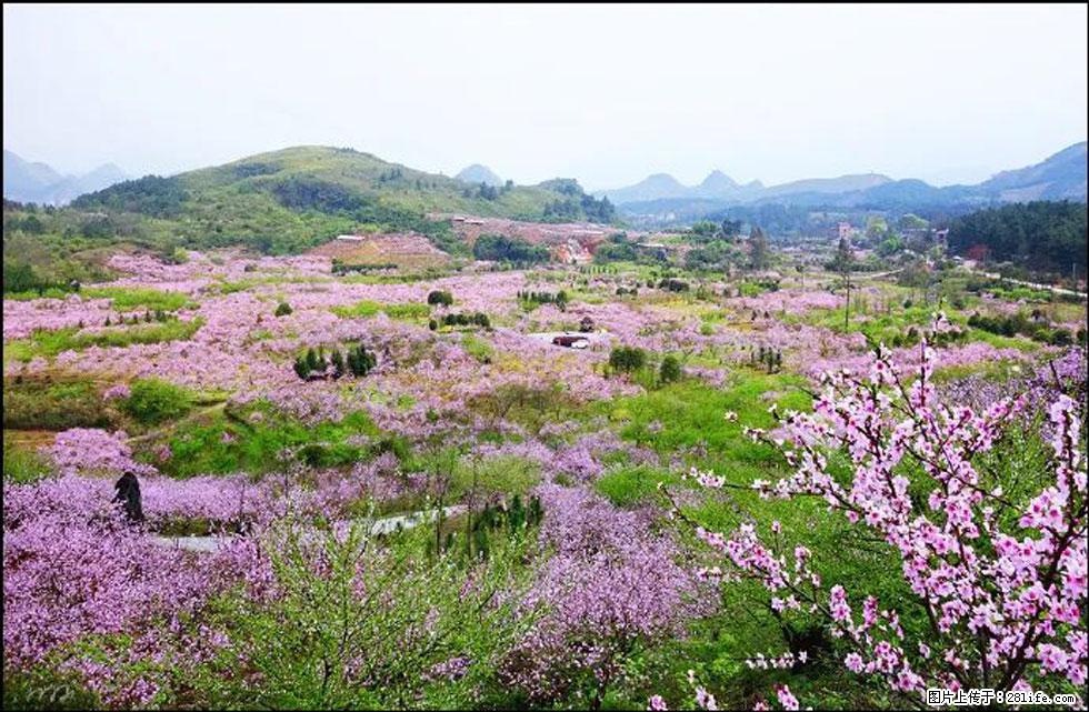 【春天，广西桂林灌阳县向您发出邀请！】官庄村有个醉美的桃花园 - 游山玩水 - 齐齐哈尔生活社区 - 齐齐哈尔28生活网 qqhr.28life.com