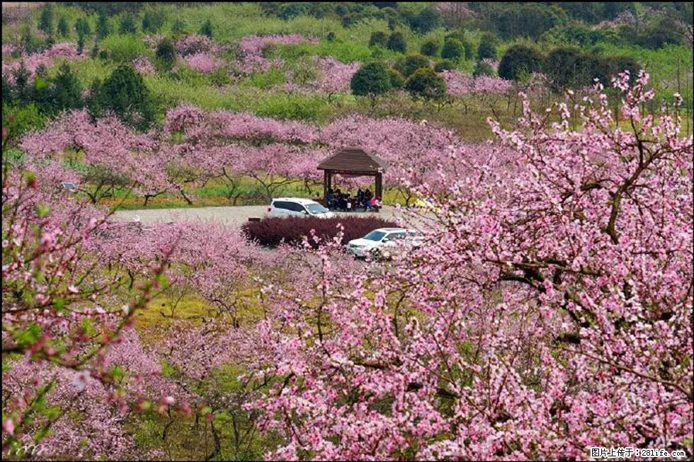 【春天，广西桂林灌阳县向您发出邀请！】官庄村有个醉美的桃花园 - 游山玩水 - 齐齐哈尔生活社区 - 齐齐哈尔28生活网 qqhr.28life.com