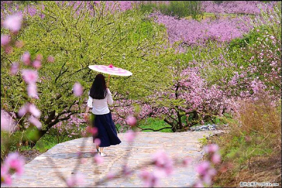 【春天，广西桂林灌阳县向您发出邀请！】官庄村有个醉美的桃花园 - 游山玩水 - 齐齐哈尔生活社区 - 齐齐哈尔28生活网 qqhr.28life.com