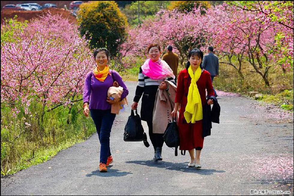 【春天，广西桂林灌阳县向您发出邀请！】官庄村有个醉美的桃花园 - 游山玩水 - 齐齐哈尔生活社区 - 齐齐哈尔28生活网 qqhr.28life.com