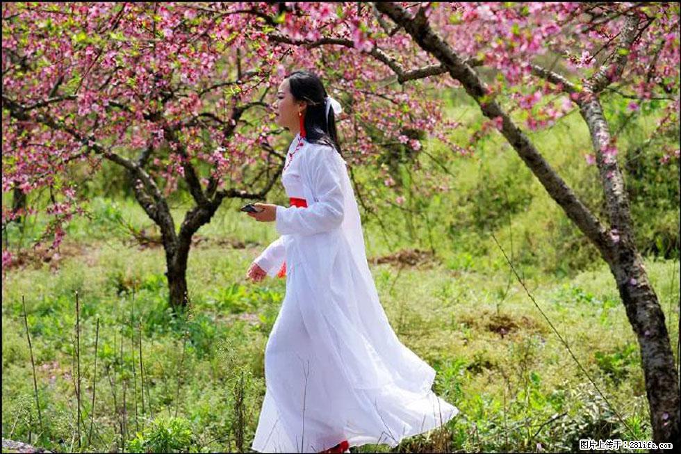 【春天，广西桂林灌阳县向您发出邀请！】官庄村有个醉美的桃花园 - 游山玩水 - 齐齐哈尔生活社区 - 齐齐哈尔28生活网 qqhr.28life.com