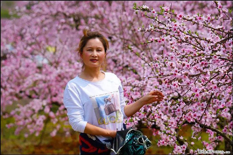 【春天，广西桂林灌阳县向您发出邀请！】官庄村有个醉美的桃花园 - 游山玩水 - 齐齐哈尔生活社区 - 齐齐哈尔28生活网 qqhr.28life.com