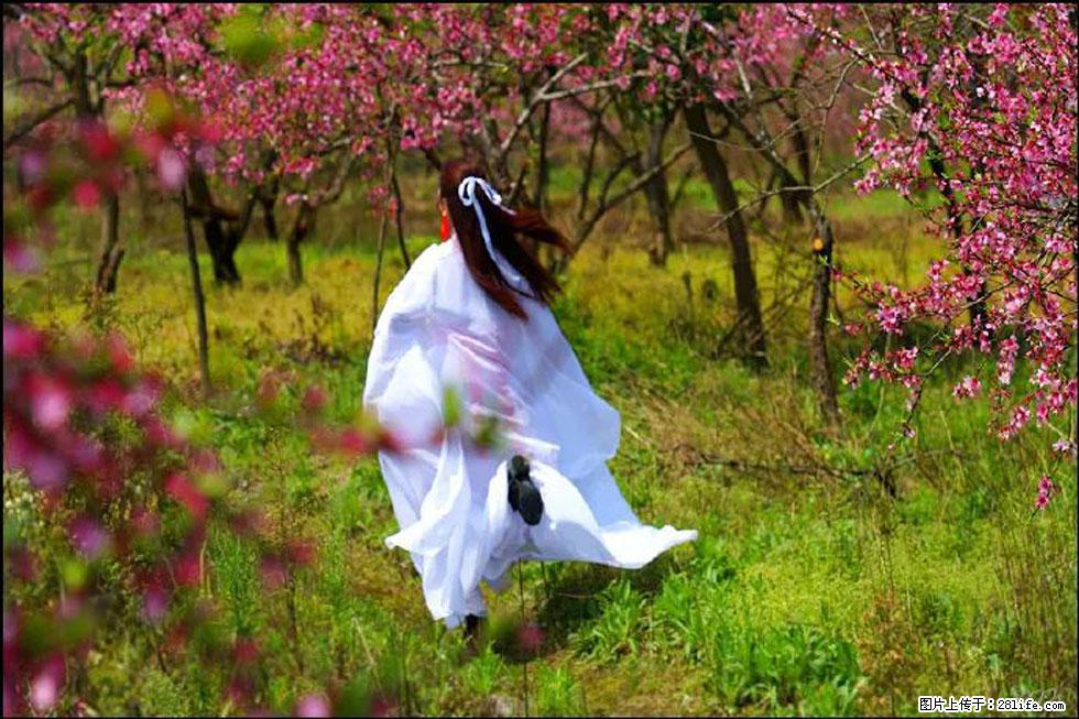 【春天，广西桂林灌阳县向您发出邀请！】官庄村有个醉美的桃花园 - 游山玩水 - 齐齐哈尔生活社区 - 齐齐哈尔28生活网 qqhr.28life.com