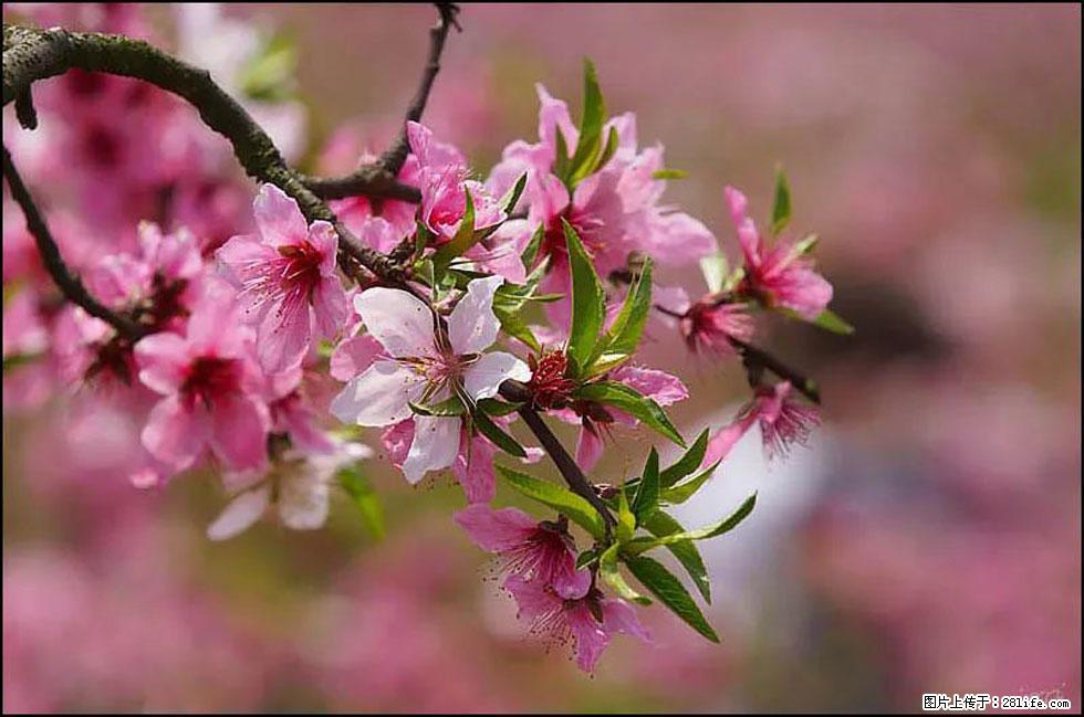 【春天，广西桂林灌阳县向您发出邀请！】官庄村有个醉美的桃花园 - 游山玩水 - 齐齐哈尔生活社区 - 齐齐哈尔28生活网 qqhr.28life.com