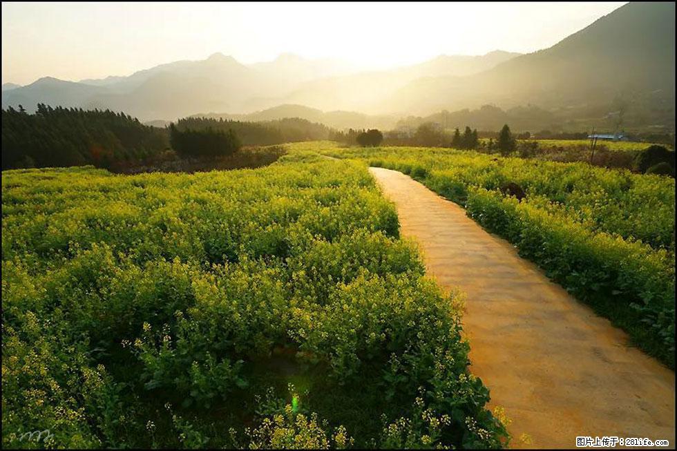 【春天,广西桂林灌阳县向您发出邀请!】长坪村油菜盛情花开 - 游山玩水 - 齐齐哈尔生活社区 - 齐齐哈尔28生活网 qqhr.28life.com