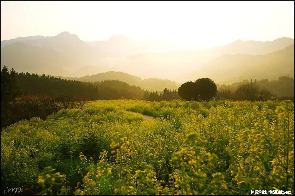 【春天,广西桂林灌阳县向您发出邀请!】长坪村油菜盛情花开 - 游山玩水 - 齐齐哈尔生活社区 - 齐齐哈尔28生活网 qqhr.28life.com