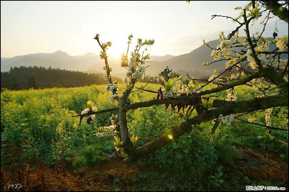 【春天,广西桂林灌阳县向您发出邀请!】长坪村油菜盛情花开 - 游山玩水 - 齐齐哈尔生活社区 - 齐齐哈尔28生活网 qqhr.28life.com