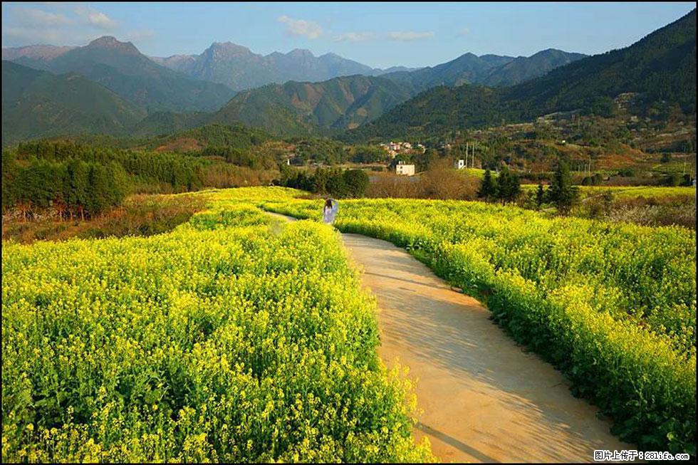 【春天,广西桂林灌阳县向您发出邀请!】长坪村油菜盛情花开 - 游山玩水 - 齐齐哈尔生活社区 - 齐齐哈尔28生活网 qqhr.28life.com