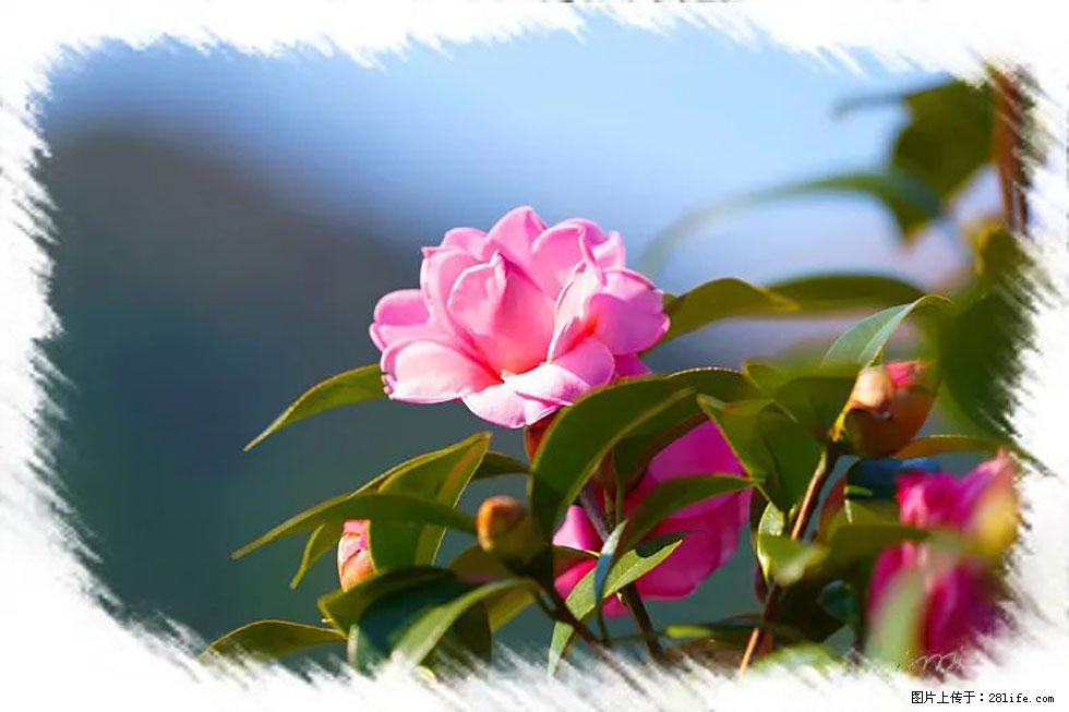 【春天,广西桂林灌阳县向您发出邀请!】杨柳井茶花惹人爱 - 游山玩水 - 齐齐哈尔生活社区 - 齐齐哈尔28生活网 qqhr.28life.com