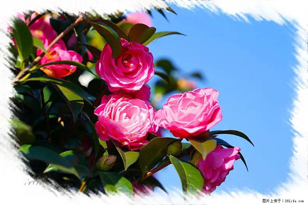 【春天,广西桂林灌阳县向您发出邀请!】杨柳井茶花惹人爱 - 游山玩水 - 齐齐哈尔生活社区 - 齐齐哈尔28生活网 qqhr.28life.com