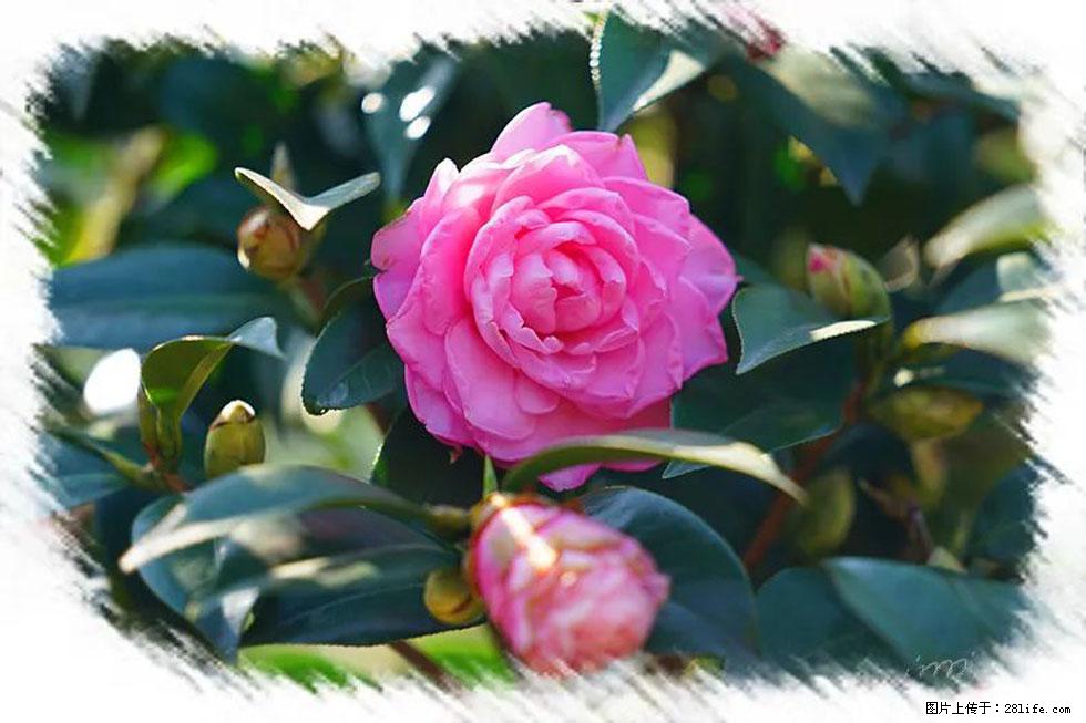 【春天,广西桂林灌阳县向您发出邀请!】杨柳井茶花惹人爱 - 游山玩水 - 齐齐哈尔生活社区 - 齐齐哈尔28生活网 qqhr.28life.com