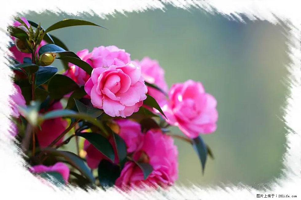 【春天,广西桂林灌阳县向您发出邀请!】杨柳井茶花惹人爱 - 游山玩水 - 齐齐哈尔生活社区 - 齐齐哈尔28生活网 qqhr.28life.com