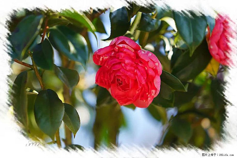 【春天,广西桂林灌阳县向您发出邀请!】杨柳井茶花惹人爱 - 游山玩水 - 齐齐哈尔生活社区 - 齐齐哈尔28生活网 qqhr.28life.com