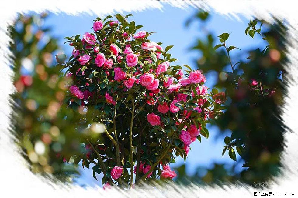 【春天,广西桂林灌阳县向您发出邀请!】杨柳井茶花惹人爱 - 游山玩水 - 齐齐哈尔生活社区 - 齐齐哈尔28生活网 qqhr.28life.com