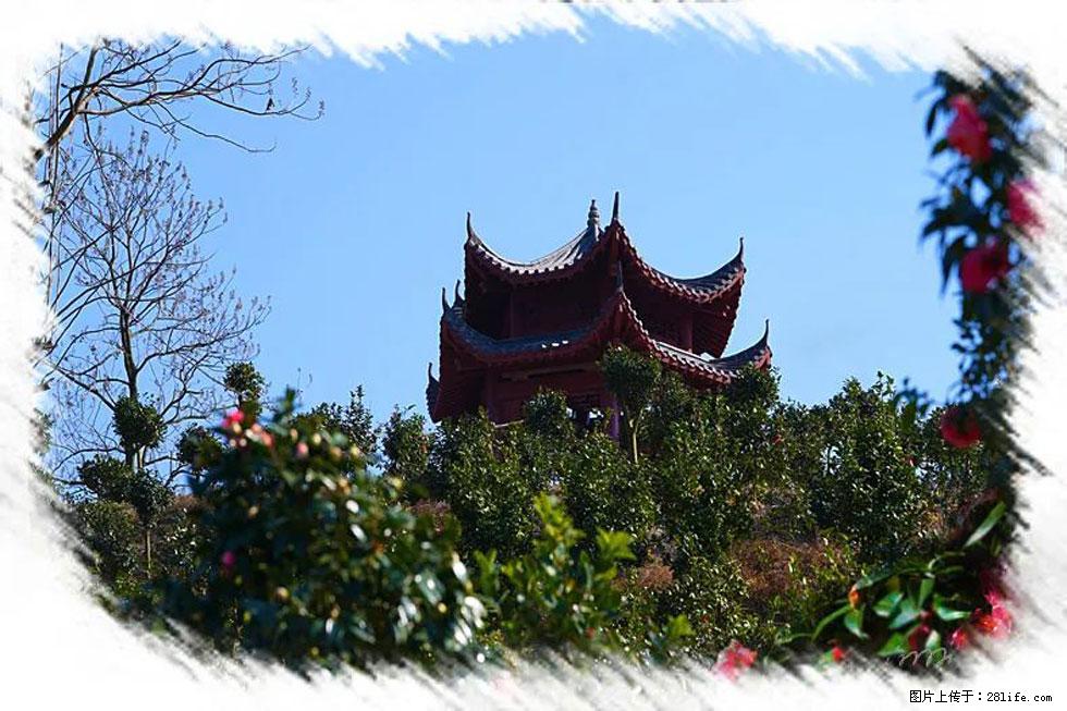 【春天,广西桂林灌阳县向您发出邀请!】杨柳井茶花惹人爱 - 游山玩水 - 齐齐哈尔生活社区 - 齐齐哈尔28生活网 qqhr.28life.com