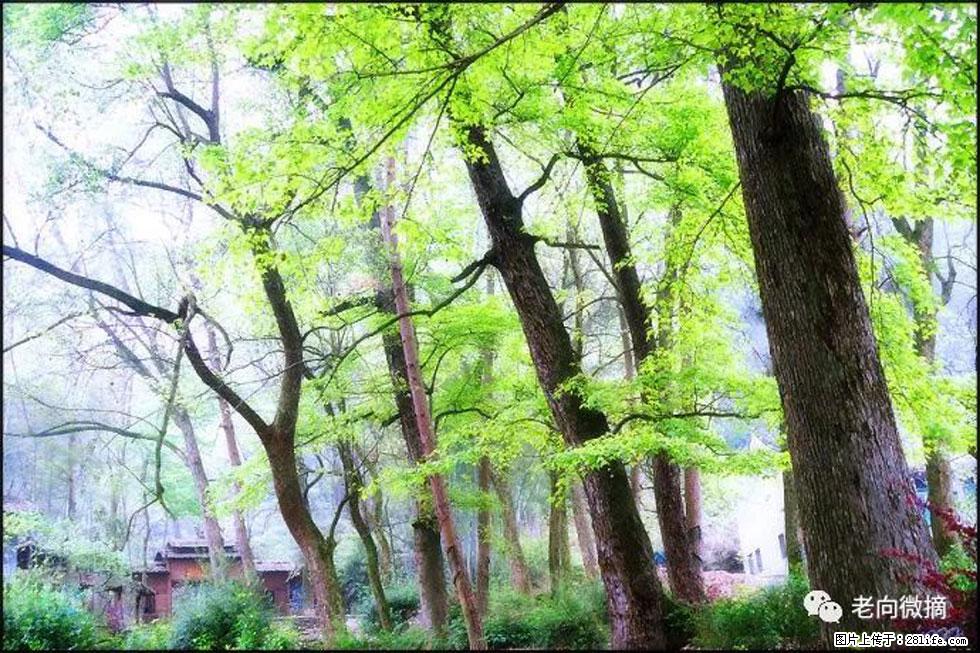 【春天,广西桂林灌阳县向您发出邀请!】在小龙村与春天约会 - 游山玩水 - 齐齐哈尔生活社区 - 齐齐哈尔28生活网 qqhr.28life.com