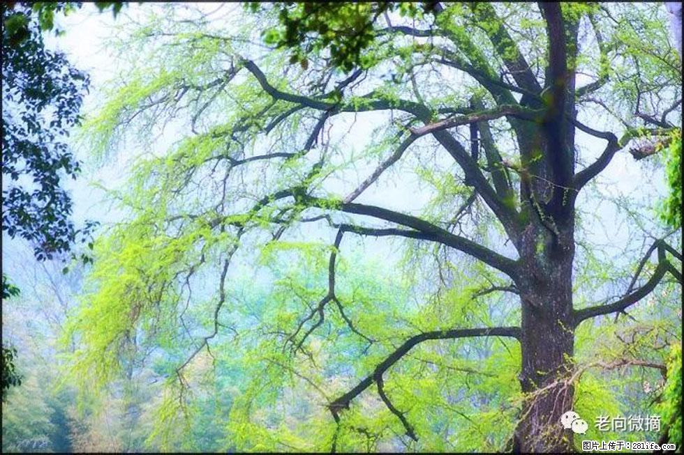 【春天,广西桂林灌阳县向您发出邀请!】在小龙村与春天约会 - 游山玩水 - 齐齐哈尔生活社区 - 齐齐哈尔28生活网 qqhr.28life.com