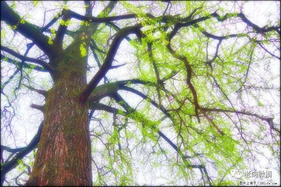 【春天,广西桂林灌阳县向您发出邀请!】在小龙村与春天约会 - 游山玩水 - 齐齐哈尔生活社区 - 齐齐哈尔28生活网 qqhr.28life.com