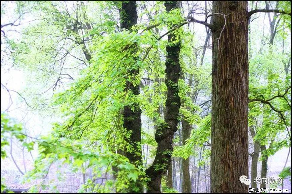 【春天,广西桂林灌阳县向您发出邀请!】在小龙村与春天约会 - 游山玩水 - 齐齐哈尔生活社区 - 齐齐哈尔28生活网 qqhr.28life.com