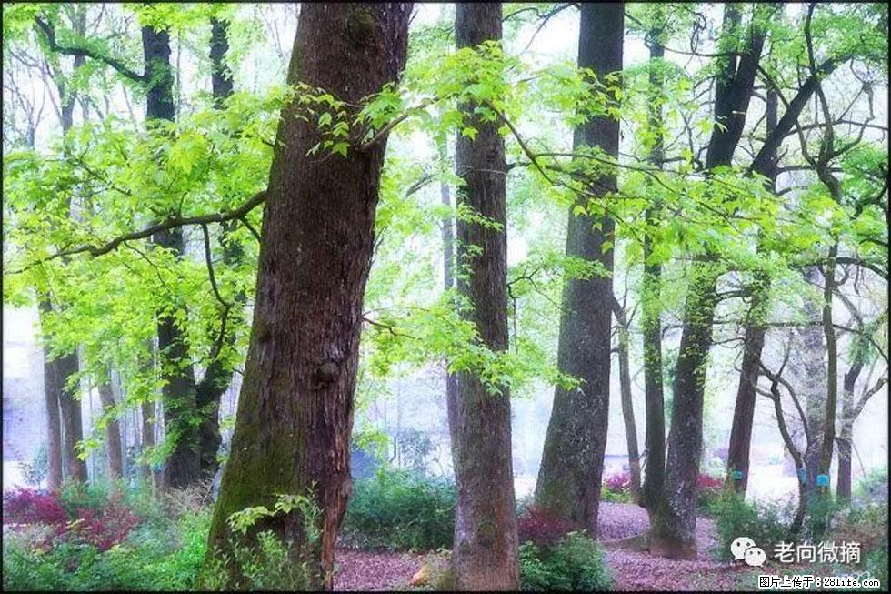 【春天,广西桂林灌阳县向您发出邀请!】在小龙村与春天约会 - 游山玩水 - 齐齐哈尔生活社区 - 齐齐哈尔28生活网 qqhr.28life.com