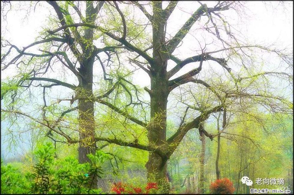 【春天,广西桂林灌阳县向您发出邀请!】在小龙村与春天约会 - 游山玩水 - 齐齐哈尔生活社区 - 齐齐哈尔28生活网 qqhr.28life.com