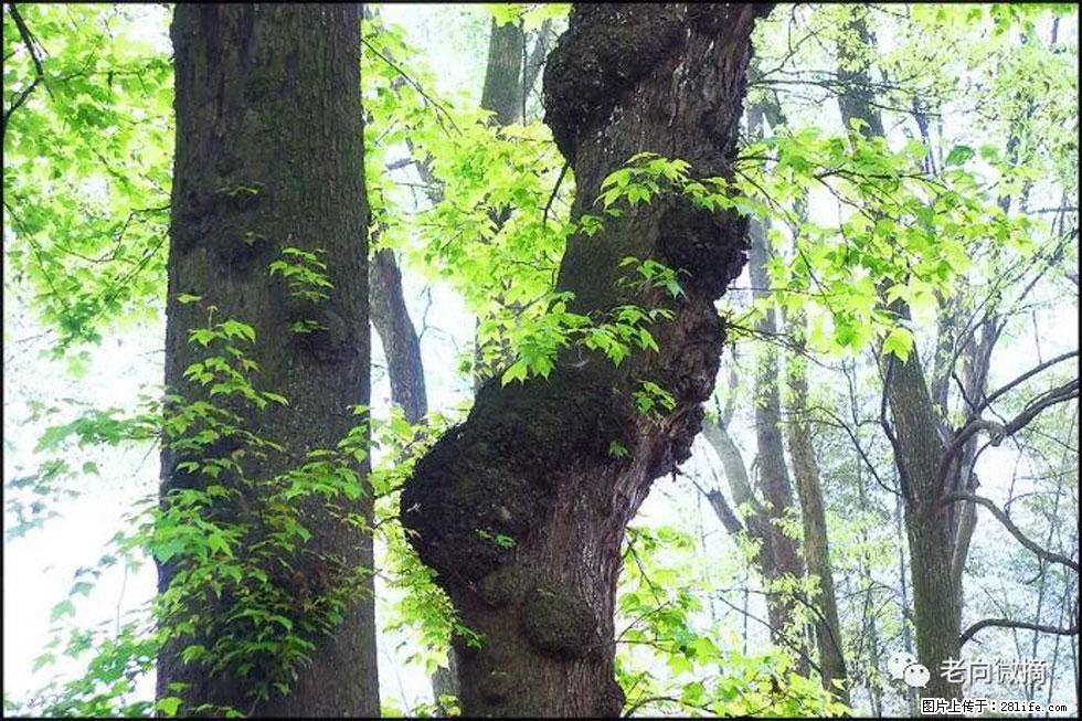 【春天,广西桂林灌阳县向您发出邀请!】在小龙村与春天约会 - 游山玩水 - 齐齐哈尔生活社区 - 齐齐哈尔28生活网 qqhr.28life.com