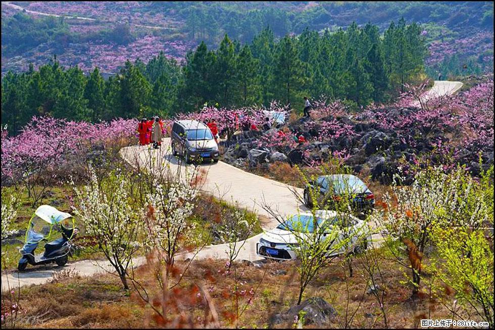 【春天,广西桂林灌阳县向您发出邀请!】望月岭上桃花开 - 游山玩水 - 齐齐哈尔生活社区 - 齐齐哈尔28生活网 qqhr.28life.com