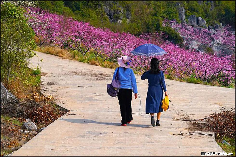 【春天,广西桂林灌阳县向您发出邀请!】望月岭上桃花开 - 游山玩水 - 齐齐哈尔生活社区 - 齐齐哈尔28生活网 qqhr.28life.com
