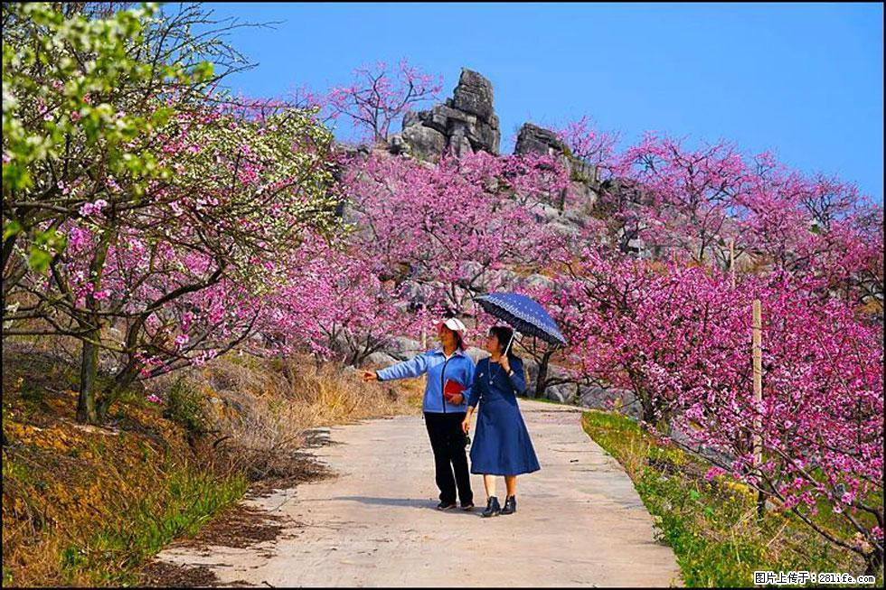 【春天,广西桂林灌阳县向您发出邀请!】望月岭上桃花开 - 游山玩水 - 齐齐哈尔生活社区 - 齐齐哈尔28生活网 qqhr.28life.com