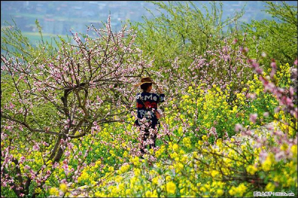 【春天,广西桂林灌阳县向您发出邀请!】望月岭上桃花开 - 游山玩水 - 齐齐哈尔生活社区 - 齐齐哈尔28生活网 qqhr.28life.com