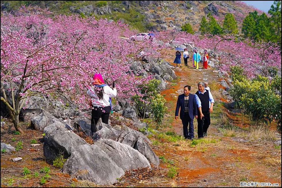 【春天,广西桂林灌阳县向您发出邀请!】望月岭上桃花开 - 游山玩水 - 齐齐哈尔生活社区 - 齐齐哈尔28生活网 qqhr.28life.com