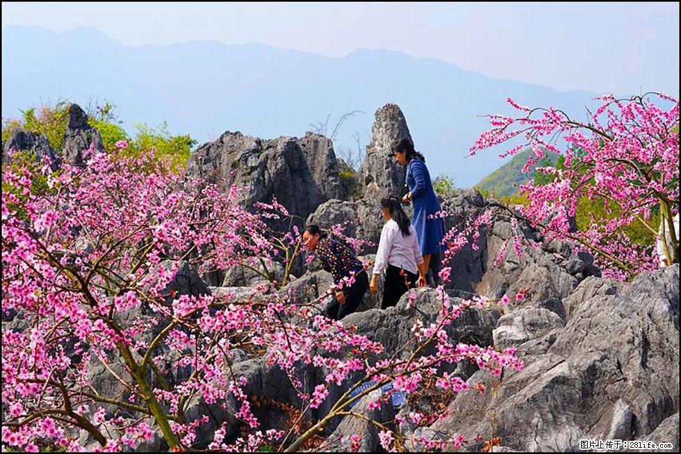 【春天,广西桂林灌阳县向您发出邀请!】望月岭上桃花开 - 游山玩水 - 齐齐哈尔生活社区 - 齐齐哈尔28生活网 qqhr.28life.com
