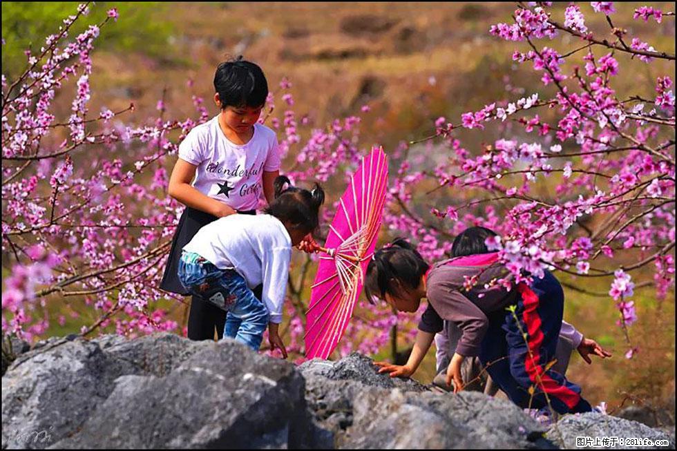 【春天,广西桂林灌阳县向您发出邀请!】望月岭上桃花开 - 游山玩水 - 齐齐哈尔生活社区 - 齐齐哈尔28生活网 qqhr.28life.com
